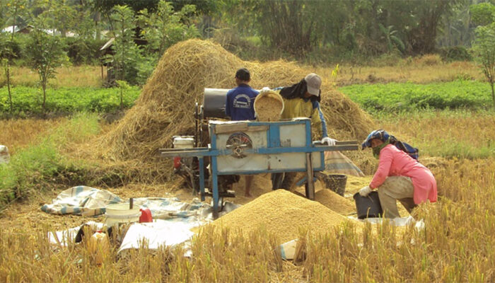 Tak Sesuai Ekspektasi, Petani di 16 Provinsi Tertekan Akibat Harga Gabah Rendah