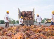 MPR Berpendapat Pengembangan Kelapa Sawit Harus Perhatikan Kaidah ISPO