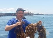 Tim Riset UHO Sulap Sargassum jadi Batako Ramah Lingkungan