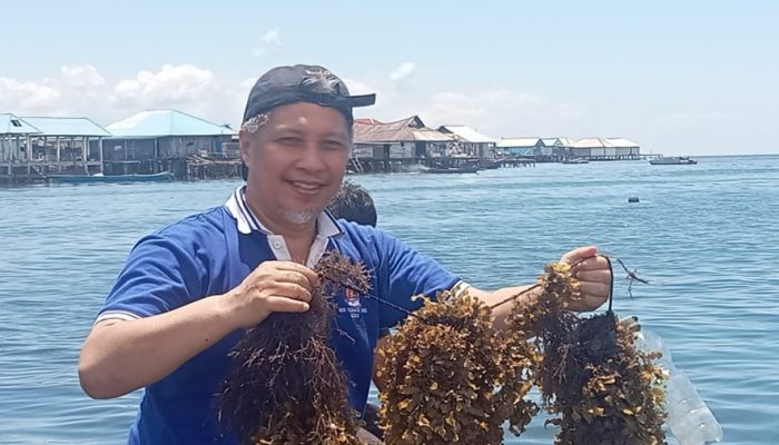 Tim Riset UHO Sulap Sargassum jadi Batako Ramah Lingkungan